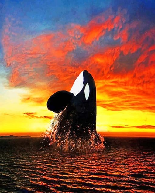 Orca Sunset paint by numbers