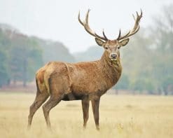 Red Deer adult paint by numbers
