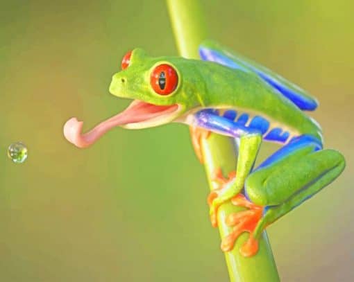 Red Eyed Tree Frog adult paint by numbers