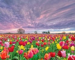 Spring Field Tulip Flowers paint by number