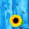 Sunflower with blue door adult paint by number