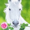 White Horse Holding Pink Rose paint by number