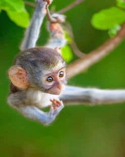 Baby Monkey paint by number