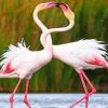 Beautiful Flamingos paint by numbers