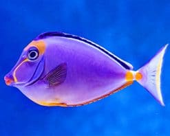 Beautiful Purple Fish paint by number