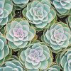 Beautiful Succulents paint by number