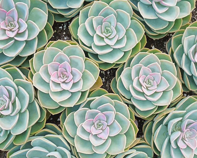 Beautiful Succulents - NEW Paint By Numbers - Paint by numbers for