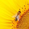 Bee On Sunflower paint by number