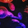 Colorful Jellyfish paint by number