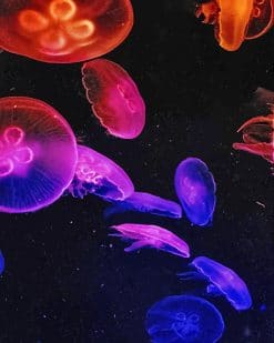 Colorful Jellyfish paint by number