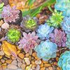 Colorful Succulents paint by number