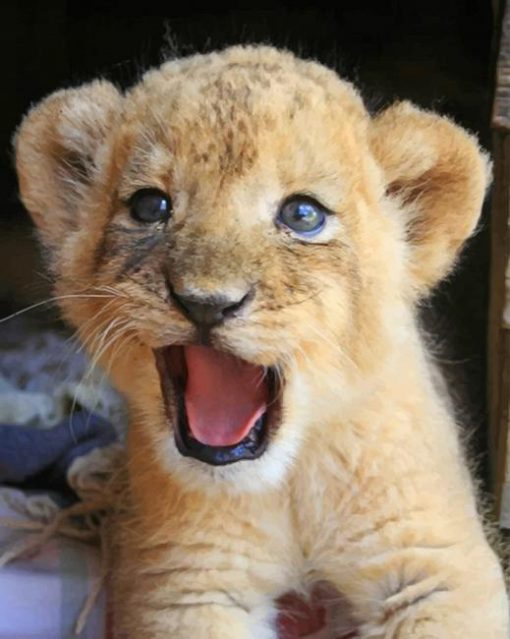 Cute Baby Lion paint by numbers