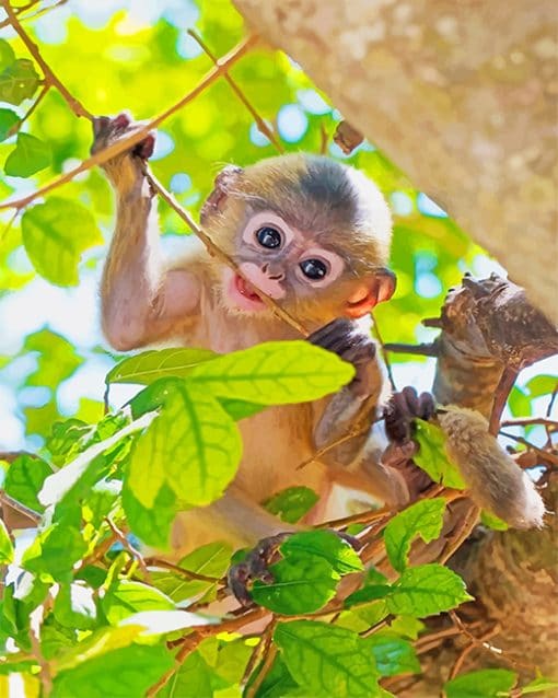 Cute Baby Monkey paint by number