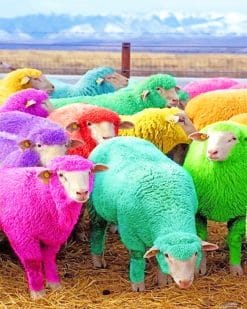 cute colorful sheeps adult paint by numbers