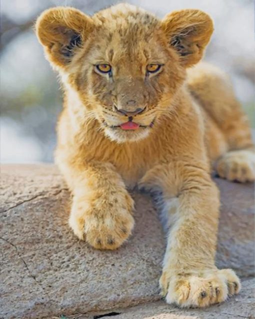 Cute Lion Baby paint by numbers