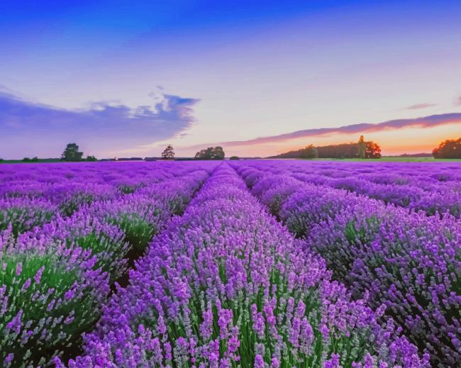 Field Of Lavender Paint By Numbers
