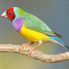 Gouldian Finch Paint By Numbers