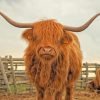 Highland Cattle Paint By Numbers