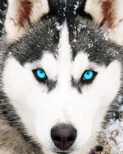 Husky Dog Blue Eyes Paint By Numbers