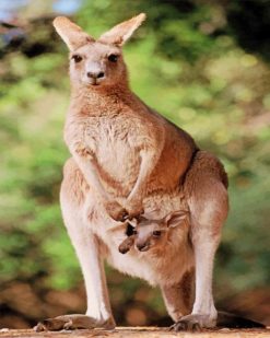 Kangaroo With Her Baby paint by numbers