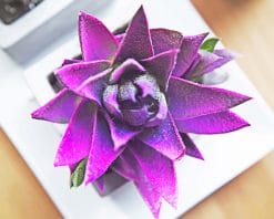 lovely purple succulent adult paint by numbers