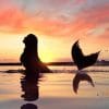 Mermaid Swimming Silhouette paint by number