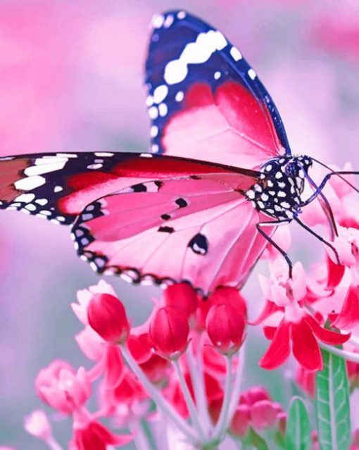 Pink Butterfly paint by numbers