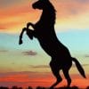 Silhouette of Horse at The Sunset paint by numbers
