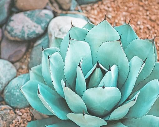Succulent Near Rocks paint by numbers