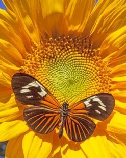 Sunflower Butterfly paint by number