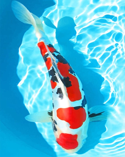White and red koi fish paint by numbers