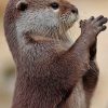 Asian Small Clawed Otter Animal paint by numbers