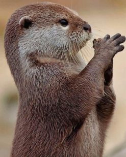 Asian Small Clawed Otter Animal paint by numbers