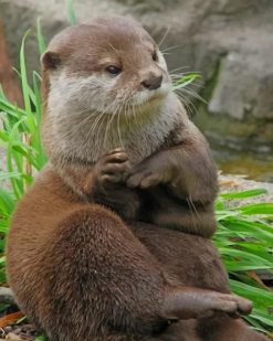 Asian Small Clawed Otter paint by numbers