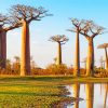 Baobab Trees Iconic Baobab African Trees paint by numbers