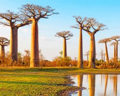 Baobab Trees Iconic Baobab African Trees paint by numbers