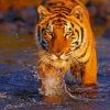 Bengal Tiger In Water paint by number