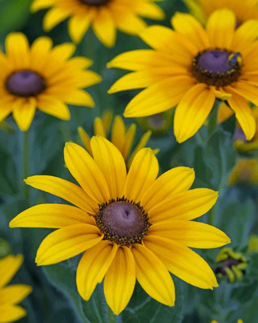 Black Eyed Susan paint by numbers