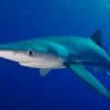 The Ocean Life Of A Blue Shark paint by numbers