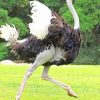 Common Ostrich Running paint by numbers
