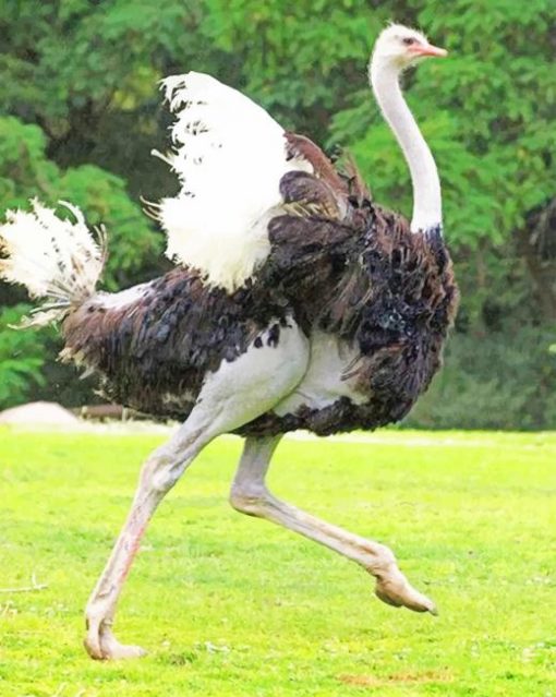 Common Ostrich Running paint by numbers