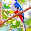 Cuban Trogon Paint by numbers