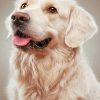 Golden Retriever Dog paint by numbers
