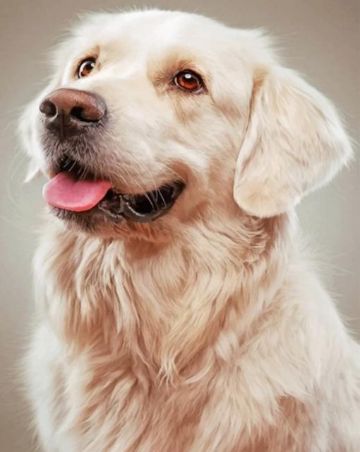 Golden Retriever Dog paint by numbers