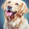 Golden Retriever paint by numbers