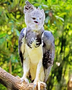 Harpy Eagle Bird paint by numbers