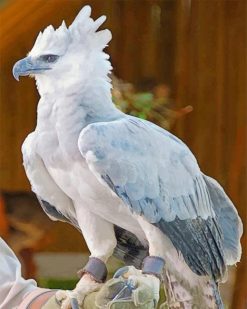 Harpy Eagle paint by numbers