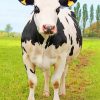 Holstein Friesian Cattle paint by numbers