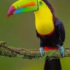 Keel Billed Toucan Bird paint by numbers