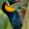Keel Billed Toucan paint by numbers